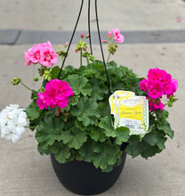 Load image into Gallery viewer, Geranium 'A Gift For Mom' Hanging Basket
