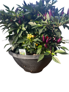 Ornamental Pepper 'Fall Magic' Bowl