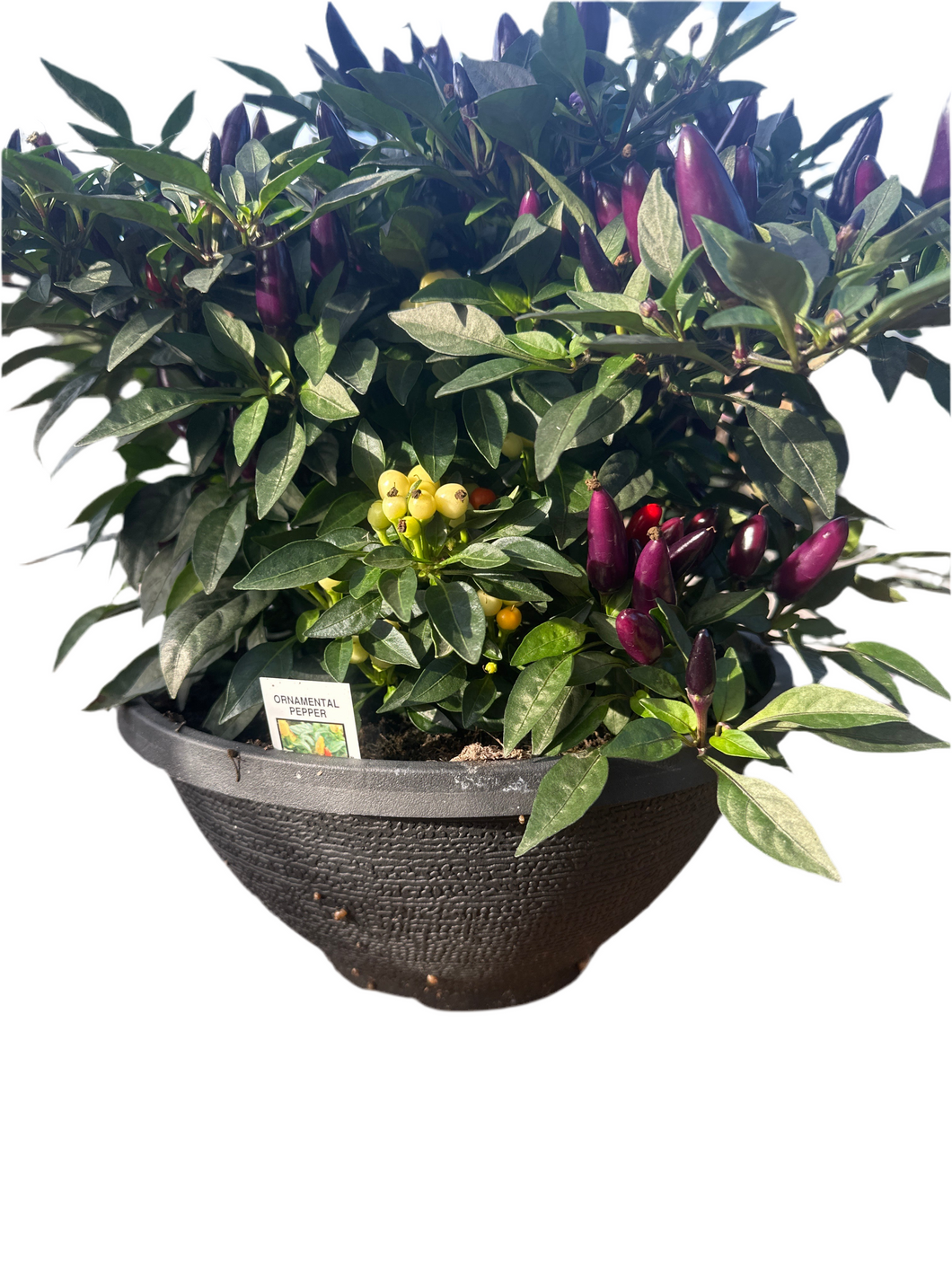 Ornamental Pepper 'Fall Magic' Bowl