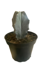 Load image into Gallery viewer, Mini Cactus Assorted
