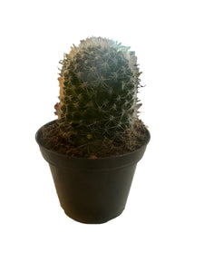 Mini Cactus Assorted