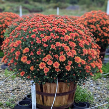 Load image into Gallery viewer, Bushel Basket Mum
