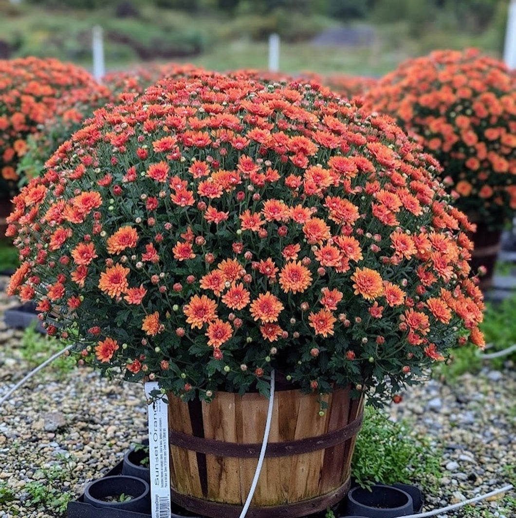 Bushel Basket Mum