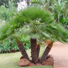 Load image into Gallery viewer, Chamaerops humilis &#39;European Fan&#39; Palm
