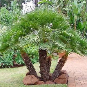 Chamaerops humilis 'European Fan' Palm