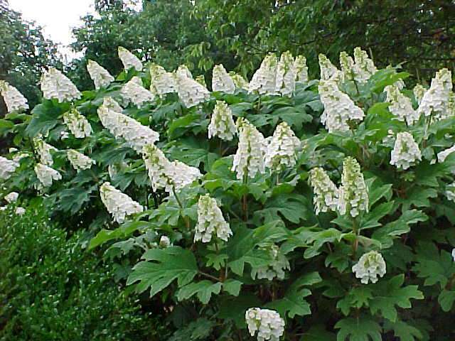 Hydrangea quercifolia 'Jetstream'