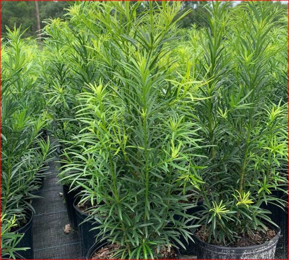 Podocarpus m. 'Maki' Yew – Denchfield Nursery, Inc