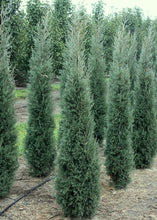 Load image into Gallery viewer, Juniperus virginiana &#39;Taylor&#39;
