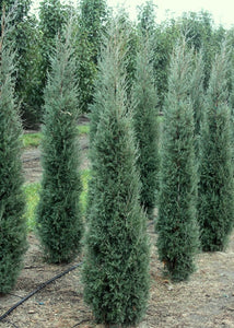 Juniperus virginiana 'Taylor'