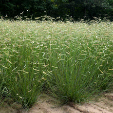 Load image into Gallery viewer, Bouteloua gracilis &#39;Blonde Ambition&#39; Grass

