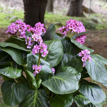 Load image into Gallery viewer, Bergenia cordifolia 'Miss Piggy
