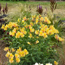Load image into Gallery viewer, Alstroemeria &#39;Golden Tiara&#39;
