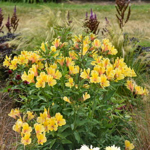 Alstroemeria 'Golden Tiara'