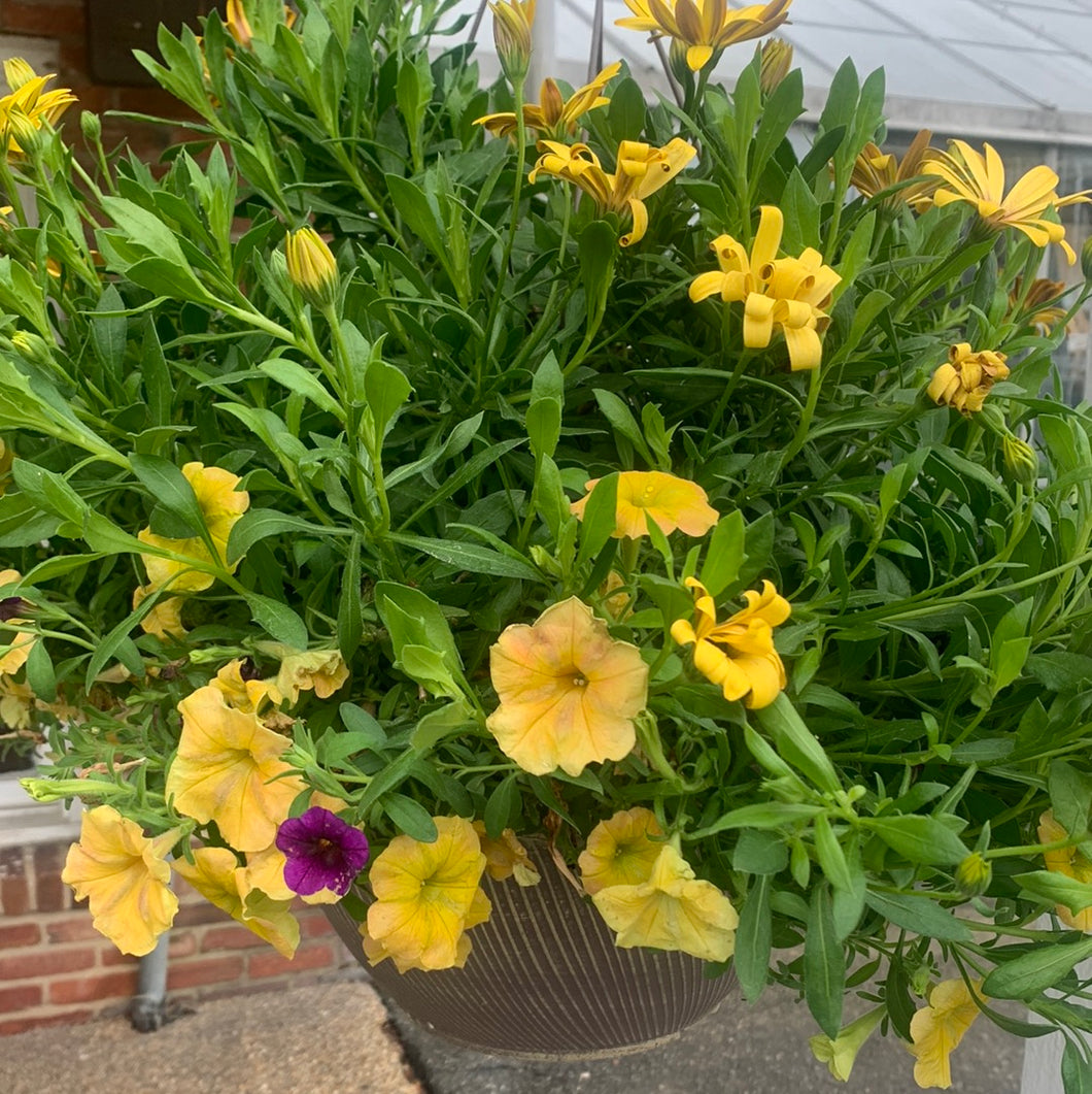 Fall Harvest Combo Hanging Basket