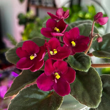 Load image into Gallery viewer, African Violets
