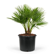 Load image into Gallery viewer, Chamaerops humilis &#39;European Fan&#39; Palm
