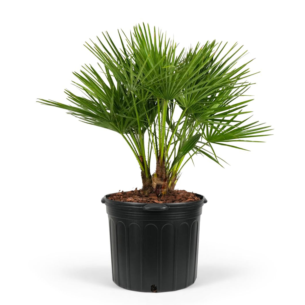 Chamaerops humilis 'European Fan' Palm