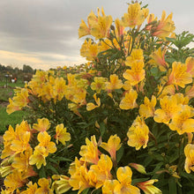 Load image into Gallery viewer, Alstroemeria &#39;Golden Tiara&#39;
