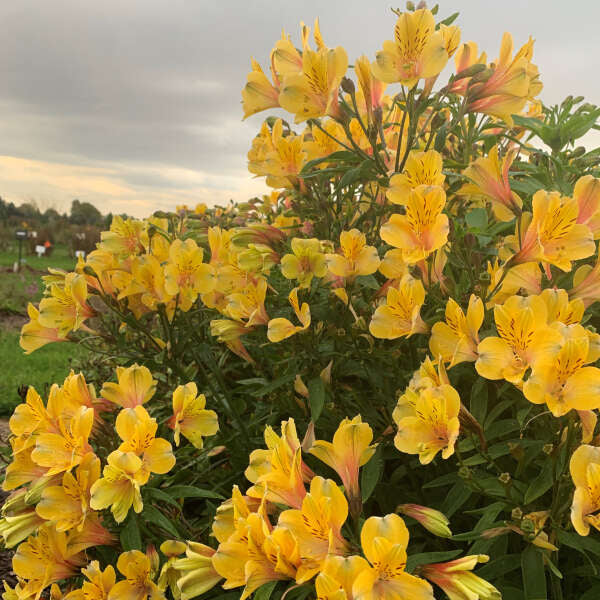 Alstroemeria 'Golden Tiara'