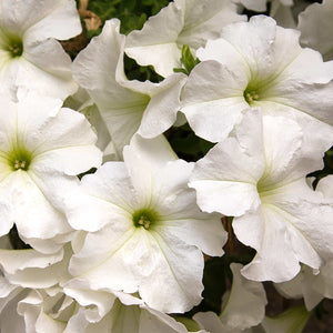 Petunia 'Dreams White'