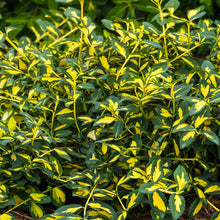 Load image into Gallery viewer, Euonymus fortunei &#39;Moonshadow&#39;
