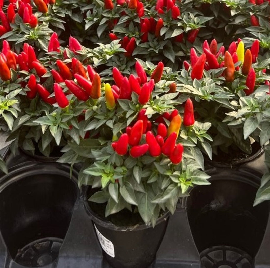Ornamental Pepper 'Samba Red'
