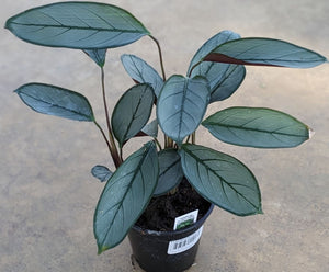 Ctenanthe setosa 'Grey Star'