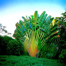 Load image into Gallery viewer, Ravenala madagascariensis &#39;Travellers&#39; Palm
