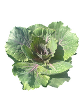 Load image into Gallery viewer, Ornamental Kale &#39;Songbird Mix&#39;
