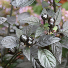 Load image into Gallery viewer, Ornamental Pepper &#39;Black Pearl&#39;
