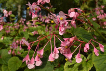 Load image into Gallery viewer, Begonia Grandis
