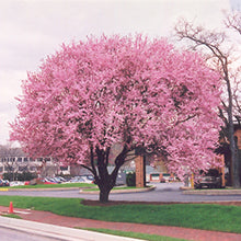 Load image into Gallery viewer, Prunus cerasifera 'Thundercloud' Plum Tree
