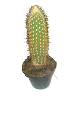 Load image into Gallery viewer, Mini Cactus Assorted
