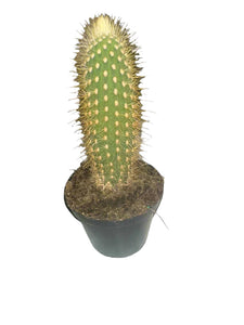 Mini Cactus Assorted