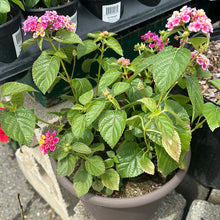 Load image into Gallery viewer, Lantana &#39;Cherry &amp; Pink Combo&#39; Patio Pot
