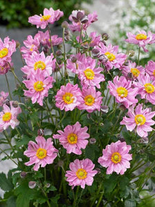 Anemone hupehensis ‘Pocahontas’
