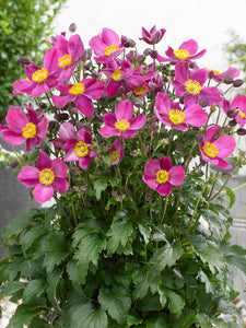 Anemone 'Red Riding Hood'