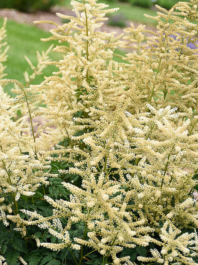 Aruncus 'Goatee'