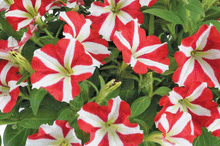 Load image into Gallery viewer, Petunia "Amore King of Hearts"
