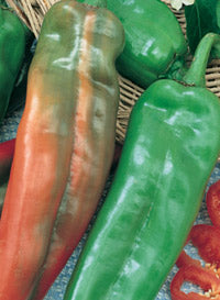 Pepper 'Anaheim'