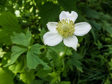 Load image into Gallery viewer, Anemone virginiana &#39;Thibmleweed&#39;
