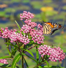 Load image into Gallery viewer, Asclepias incarnata "Swamp Milkweed"
