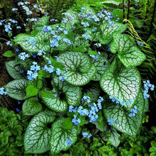 Load image into Gallery viewer, Brunnera macrophylla &#39;Alexander&#39;s Great&#39;
