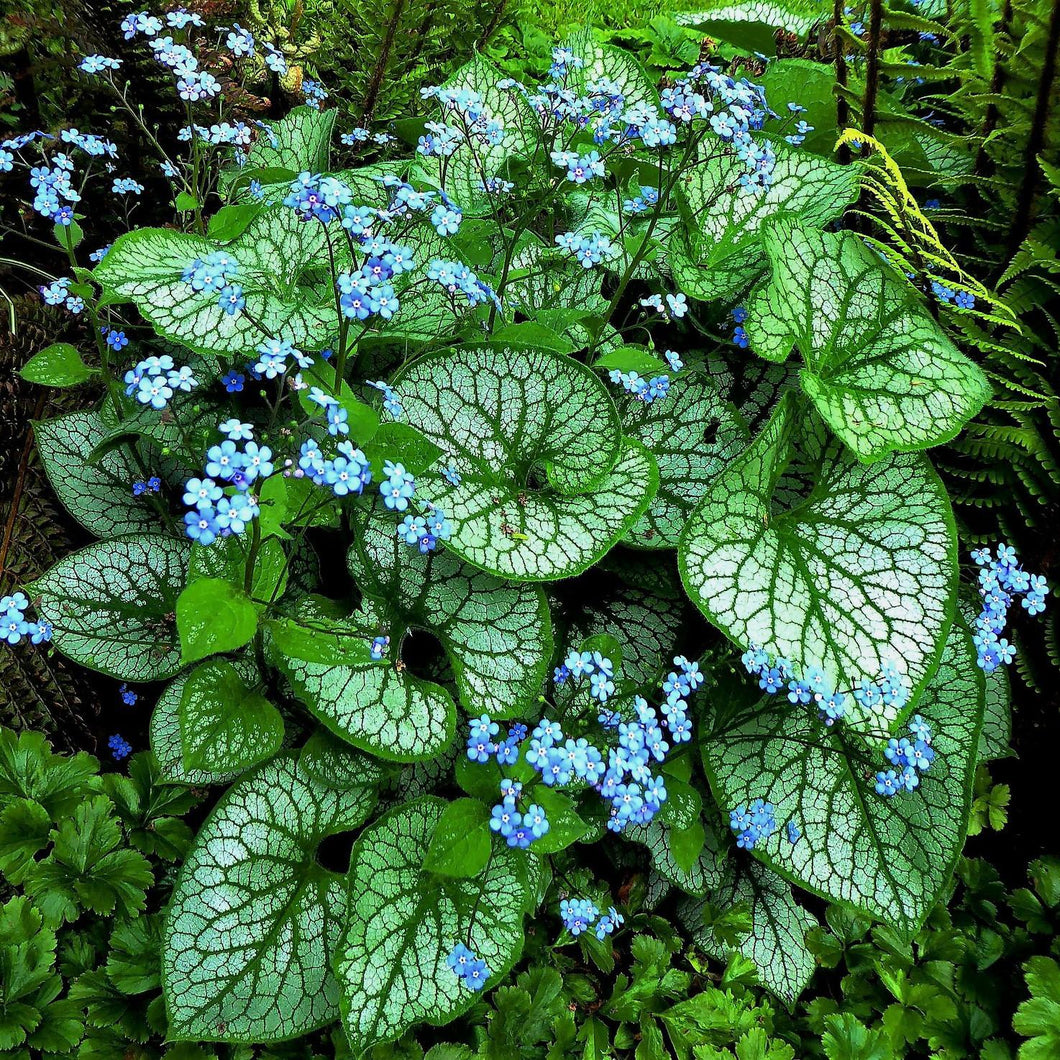 Brunnera macrophylla 'Alexander's Great'