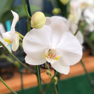 Orchid phalaenopsis