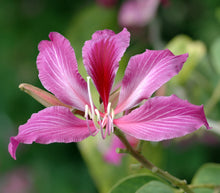 Load image into Gallery viewer, Bauhinia blakeana &#39;Hong Kong Orchid&#39; Tree
