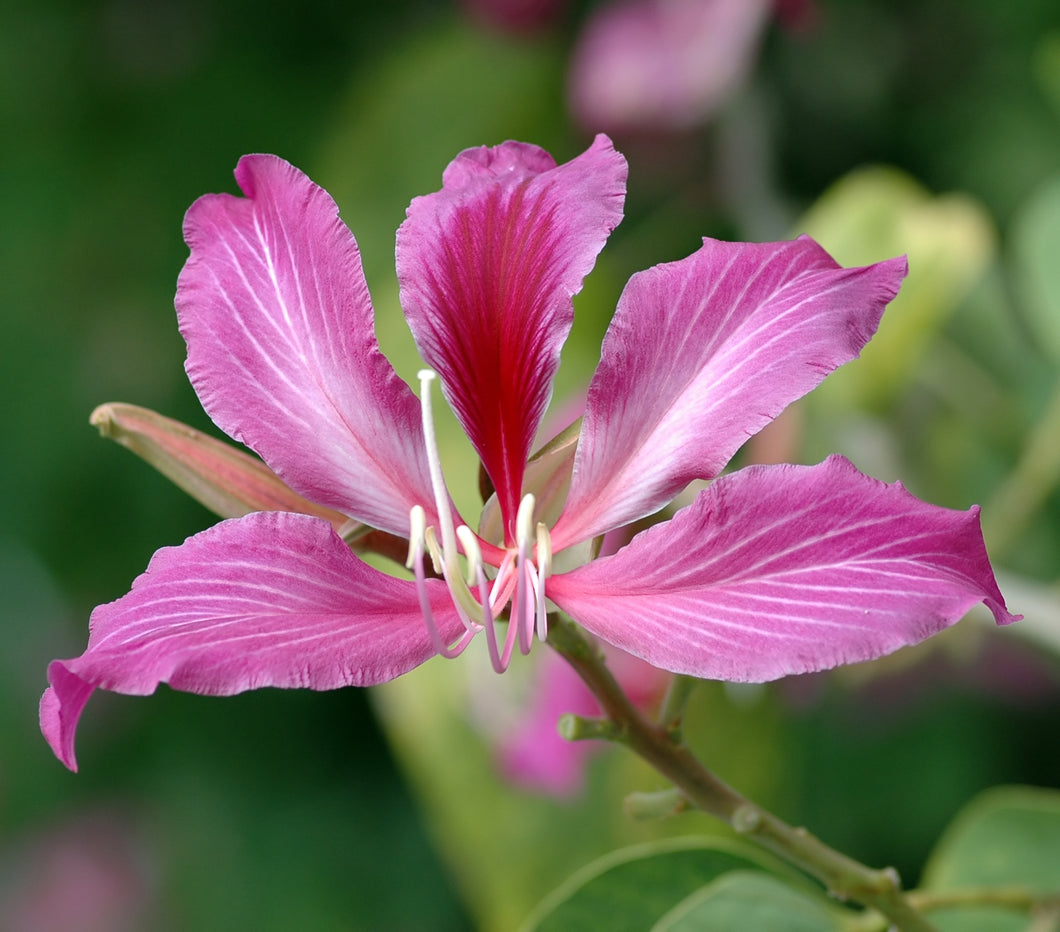Bauhinia blakeana 'Hong Kong Orchid' Tree