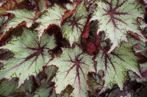 Begonia Rex 'Shadow King Wintergreen'