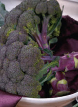 Load image into Gallery viewer, Broccoli 'Purple Magic'
