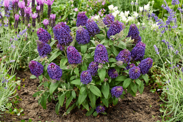 Buddleia 'Little Rockstars Purple'